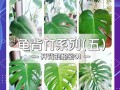 龟背竹怎么修剪（龟背竹怎么修剪,龟背竹修剪方法）