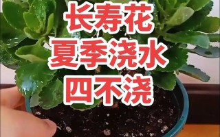 长寿花怎么浇水（新插扦的长寿花怎么浇水）