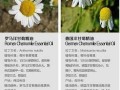 杨干菊鲜花花语（杨菊怎么养）