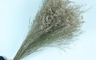 情人草怎么养（情人草怎么养 放水养 还是不放水）