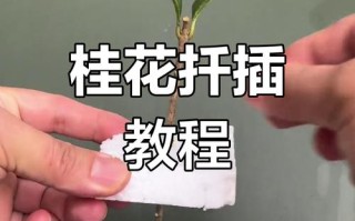 掐根枝裹张纸（掐根是什么意思）