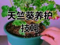 天竺葵花开败了怎么办（天竺葵花开败了怎么弄是直接修剪吗）
