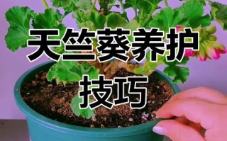 天竺葵花开败了怎么办（天竺葵花开败了怎么弄是直接修剪吗）