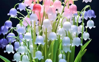 30只鲜花的寓意（各种鲜花所代表的含义）