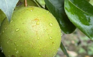 翠冠梨的种植方法和注意事项（翠冠梨的种植方法和注意事项是什么）