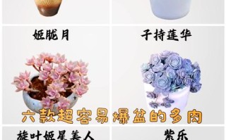 子持莲华秋天怎么养（子持莲华冬季怎么养）