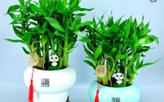 富贵竹放什么药生根快（富贵竹加什么药）