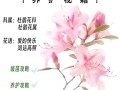 卵叶杜鹃的整形修剪和花期控制（杜鹃花芽椭圆状卵形）