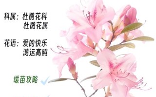 卵叶杜鹃的整形修剪和花期控制（杜鹃花芽椭圆状卵形）