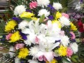 19朵鲜花菊花花束寓意（19朵菊花代表什么意思）