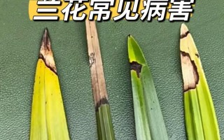 兰花叶子黑点用醋可以吗（兰花叶子黑点用醋可以吗怎么治）