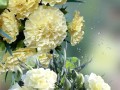 3枝康乃馨鲜花花束寓意（3枝康乃馨花束图片大全）