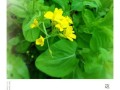 白菜鲜花花语（大白菜花语）