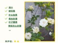 栀子花怎样开花多（栀子花开怎么养,花开的多）