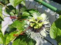 百香果怎样授花粉（百香果花怎么授粉）
