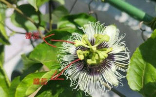 百香果怎样授花粉（百香果花怎么授粉）
