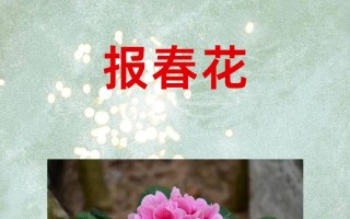 如何使报春花开不断（报春花开败后怎么修剪）