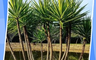 荷兰铁的养殖方法和注意事项（荷兰铁种植方法）