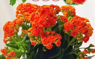 长寿花用什么盆好（长寿花用什么盆栽好看）
