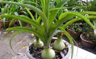 万年青怎么播种（万年青怎样种）