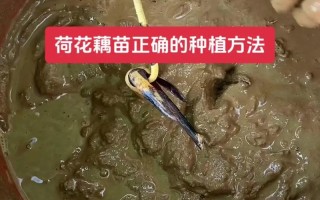 莲子怎么种植（发芽的莲子怎么种植）