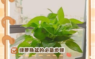 春天绿萝怎么养（春天种绿萝的步骤）