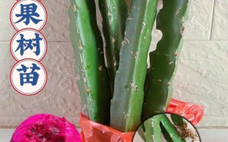 火龙果苗怎么种（火龙果怎么种植全过程）