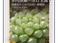 冰灯玉露冬季怎么养（冰灯玉露怎么繁殖步骤）