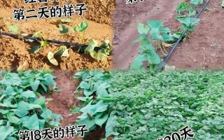 地瓜发芽了怎么种盆栽（地瓜发芽了怎么养水栽）