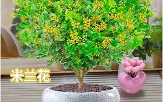 米兰怎么养长得好（米兰怎么养 盆栽）