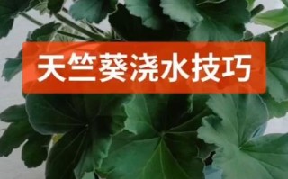天竺葵怎么浇水（天竺葵怎么浇水不黄叶）