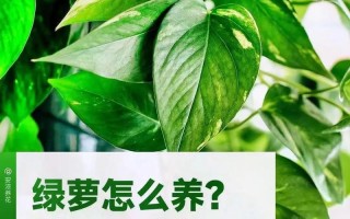 绿萝怎么养长得好（绿萝怎么养长得好长得快一点）