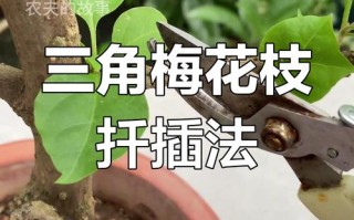 三角梅几月份扦插比较好（三角梅几月嫁接比较好）