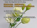 洋桔梗的养殖方法和注意事项（洋桔梗的养殖方法和注意事项有哪些）