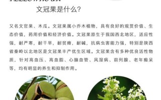 如何使文冠果在圣诞开花（文冠果的生长条件）