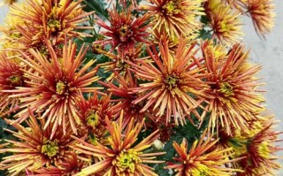 针垫鲜花花语（针垫花鲜切花养护）