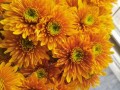 鲜花花语颜色（鲜花的颜色代表什么意思）