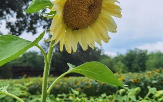 春天种1棵向日葵（春天种向日葵几天可以开花结果）