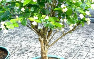 茉莉怎么养才长得好（茉莉怎么养活）