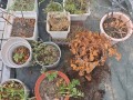这3种花太贵（什么花比较昂贵）