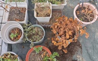 这3种花太贵（什么花比较昂贵）