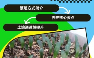 如何让君子兰繁殖小苗（怎样让君子兰生出小芽）