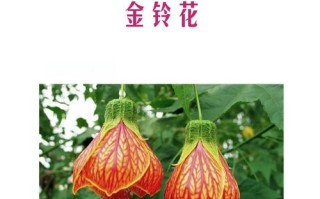 金铃花应该怎么养（金铃花的栽培方法）