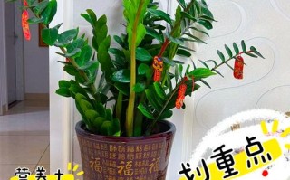 怎么让金钱树快长新芽（怎么让金钱树快长新芽呢）
