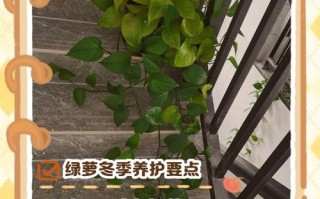 绿萝冬季怎么养（绿萝冬季怎么养护和浇水）