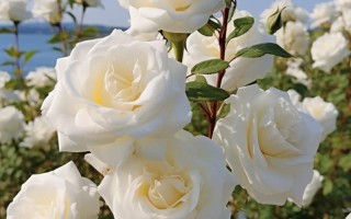 11朵戴安娜鲜花花语及寓意（11朵戴安娜鲜花花语及寓意是什么）