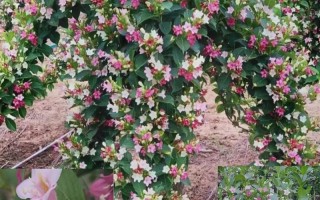 海仙花怎么繁殖（海仙花简介）
