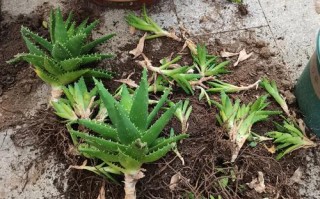 芦荟秋天怎么养（芦荟秋冬季怎么养才能长得快）