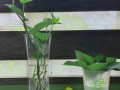 怎么让水培绿萝长得快（水培绿萝怎么才能快速生根）