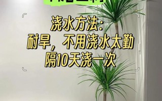 龙血树怎么浇水（龙血树怎么浇水视频）